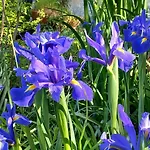 La Chouette, Piscine, Jardin , Parking, Wifi Appartamento Le Vigan (Gard)